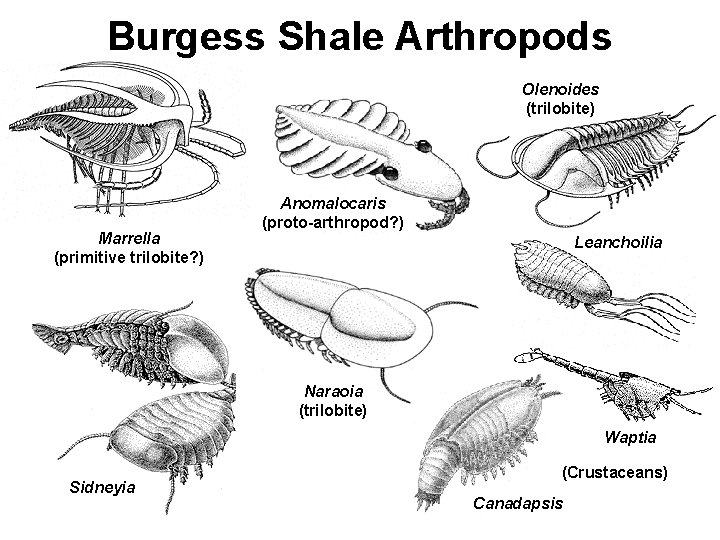 Burgess Shale Arthropods Olenoides (trilobite) Marrella (primitive trilobite? ) Anomalocaris (proto-arthropod? ) Leanchoilia Naraoia