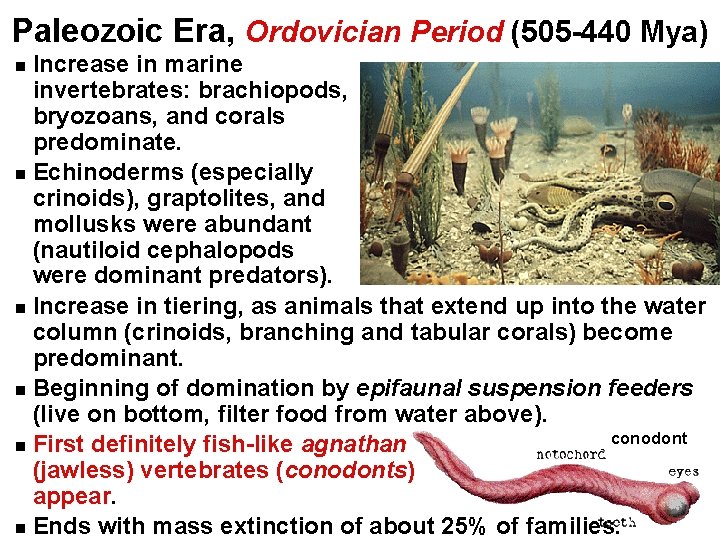Paleozoic Era, Ordovician Period (505 -440 Mya) Increase in marine invertebrates: brachiopods, bryozoans, and