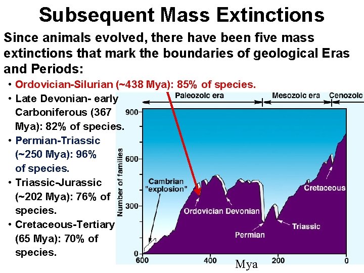 Subsequent Mass Extinctions Since animals evolved, there have been five mass extinctions that mark