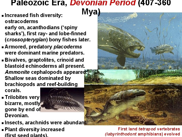  Paleozoic Era, Devonian Period (407 -360 Mya) Increased fish diversity: ostracoderms early on,