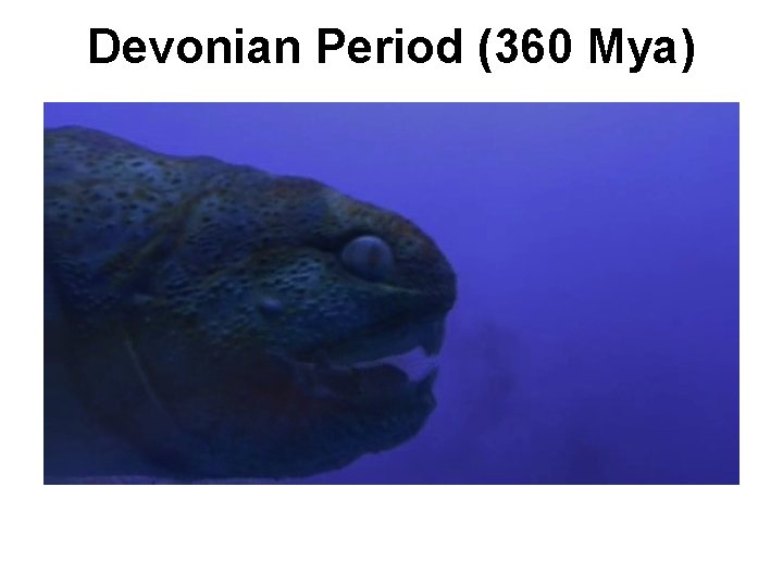 Devonian Period (360 Mya) 