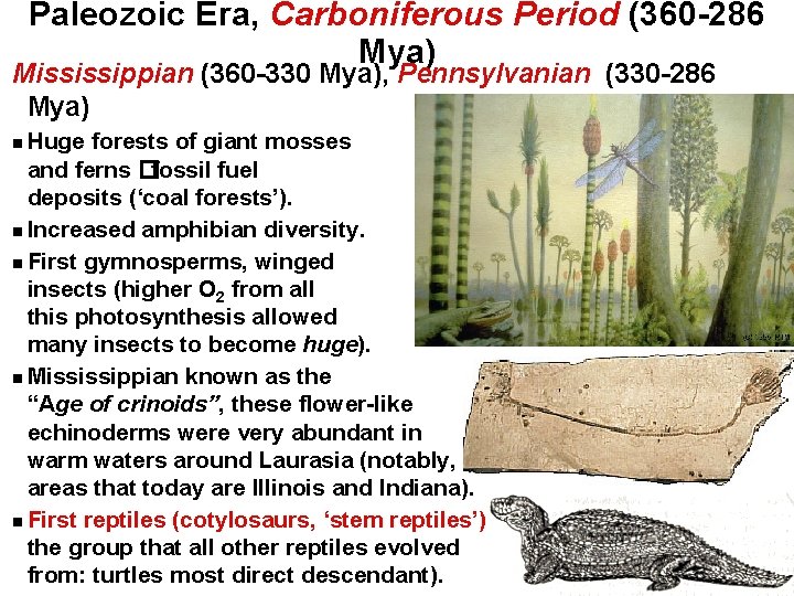 Paleozoic Era, Carboniferous Period (360 -286 Mya) Mississippian (360 -330 Mya), Pennsylvanian (330 -286