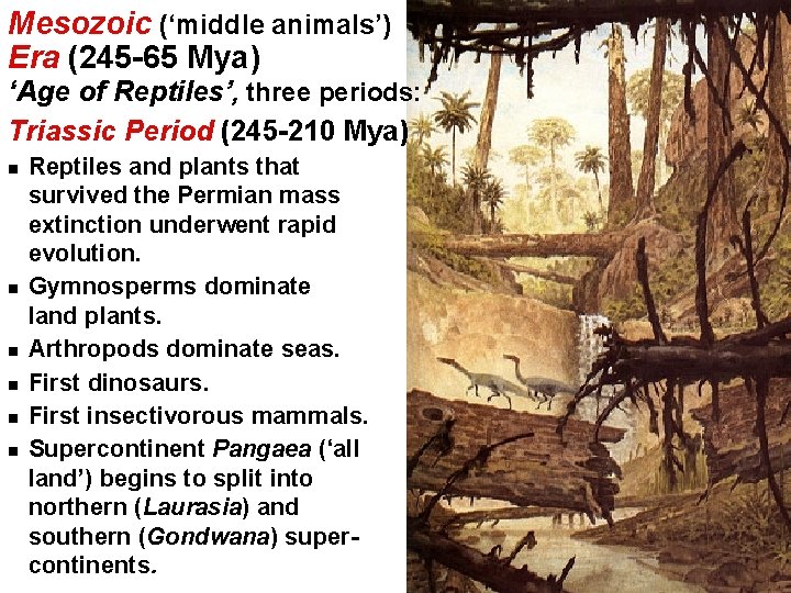 Mesozoic (‘middle animals’) Era (245 -65 Mya) ‘Age of Reptiles’, three periods: Triassic Period