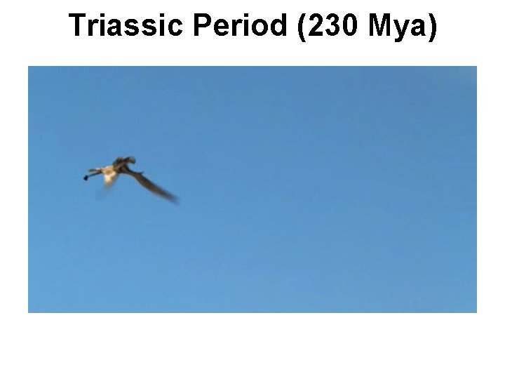 Triassic Period (230 Mya) 