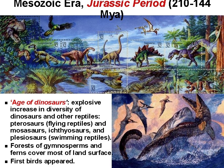 Mesozoic Era, Jurassic Period (210 -144 Mya) ‘Age of dinosaurs’: explosive increase in diversity