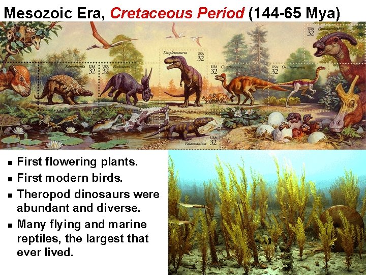 Mesozoic Era, Cretaceous Period (144 -65 Mya) First flowering plants. First modern birds. Theropod