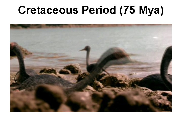 Cretaceous Period (75 Mya) 