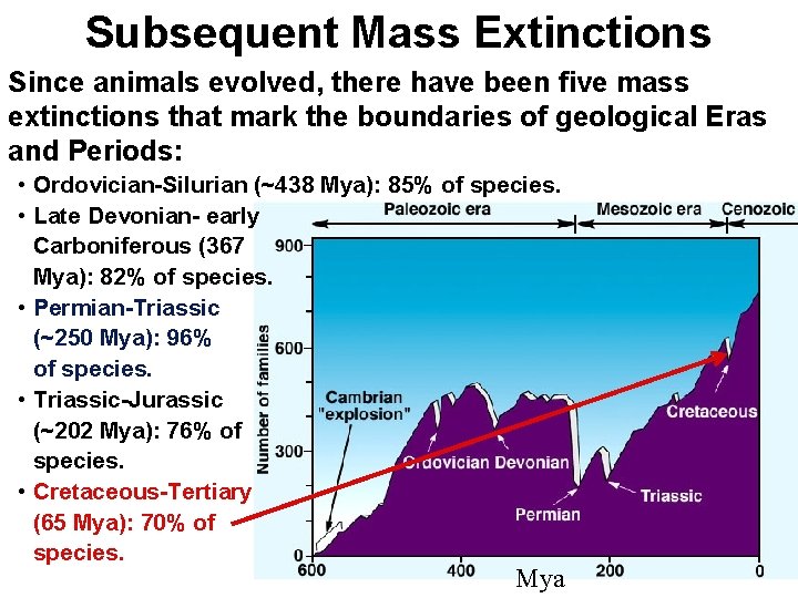 Subsequent Mass Extinctions Since animals evolved, there have been five mass extinctions that mark