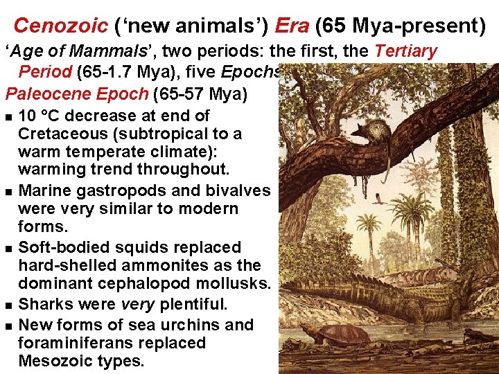 Cenozoic (‘new animals’) Era (65 Mya-present) ‘Age of Mammals’, two periods: the first, the