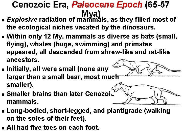 Cenozoic Era, Paleocene Epoch (65 -57 Mya) Explosive radiation of mammals, as they filled