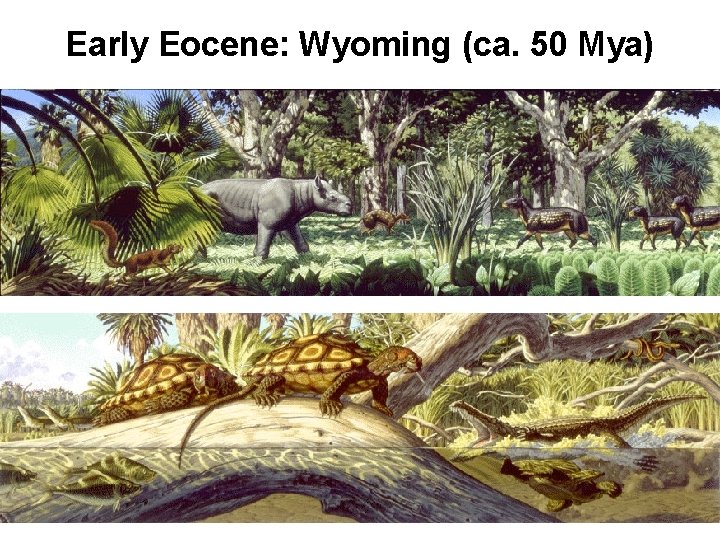 Early Eocene: Wyoming (ca. 50 Mya) 