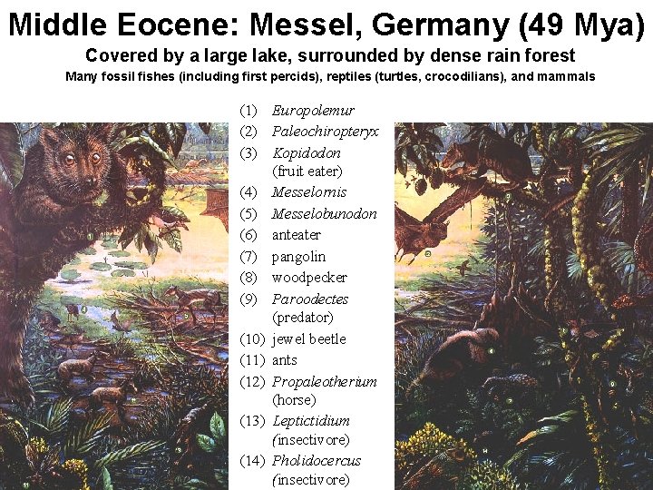 Middle Eocene: Messel, Germany (49 Mya) Covered by a large lake, surrounded by dense