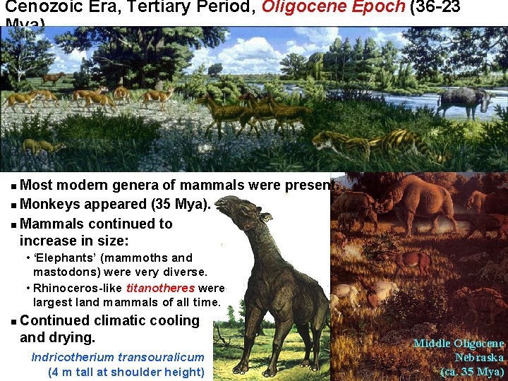 Cenozoic Era, Tertiary Period, Oligocene Epoch (36 -23 Mya) Most modern genera of mammals