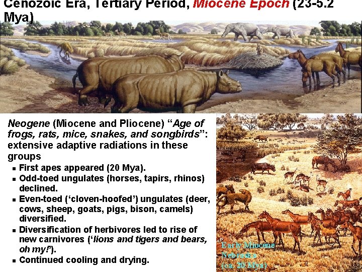 Cenozoic Era, Tertiary Period, Miocene Epoch (23 -5. 2 Mya) Neogene (Miocene and Pliocene)