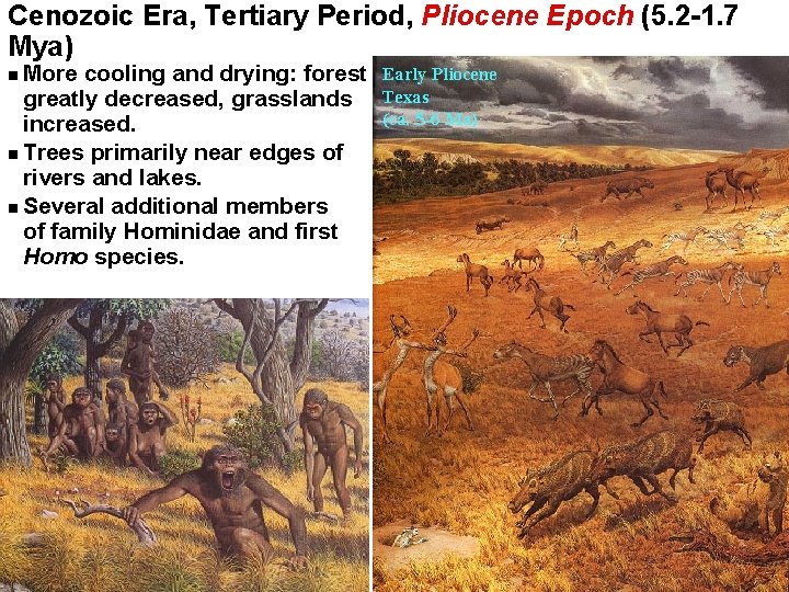 Cenozoic Era, Tertiary Period, Pliocene Epoch (5. 2 -1. 7 Mya) More cooling and