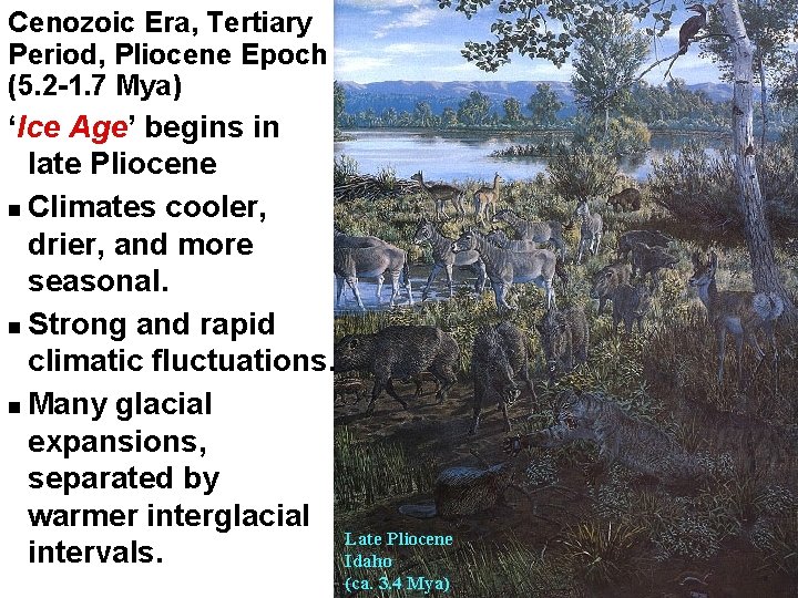 Cenozoic Era, Tertiary Period, Pliocene Epoch (5. 2 -1. 7 Mya) ‘Ice Age’ begins