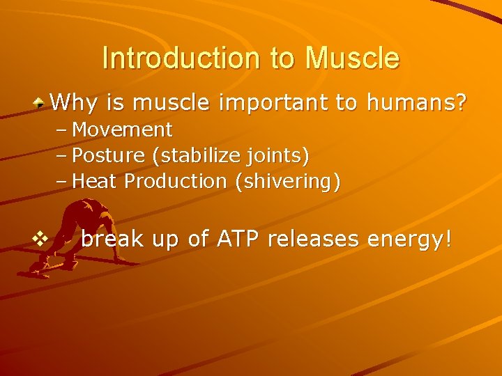 Introduction to Muscle Why is muscle important to humans? – Movement – Posture (stabilize