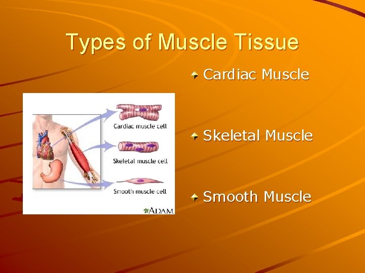 Types of Muscle Tissue Cardiac Muscle Skeletal Muscle Smooth Muscle 