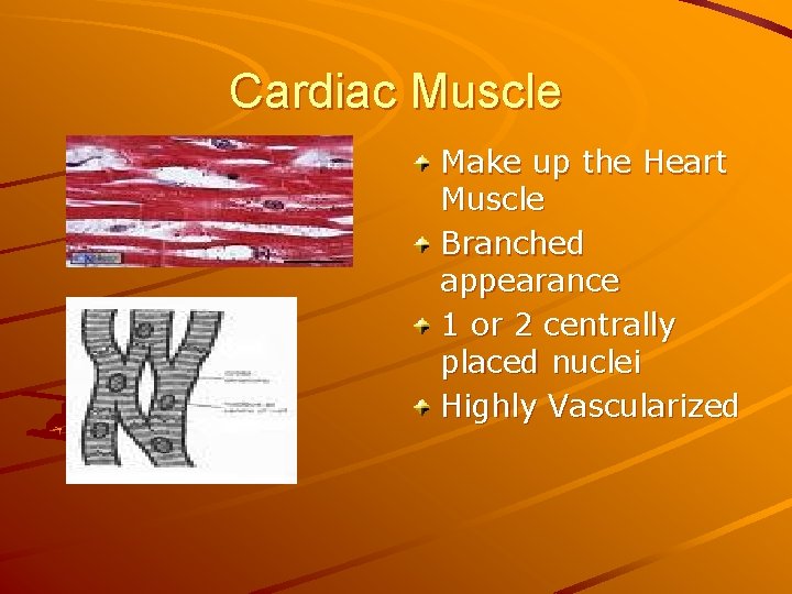 Cardiac Muscle Make up the Heart Muscle Branched appearance 1 or 2 centrally placed