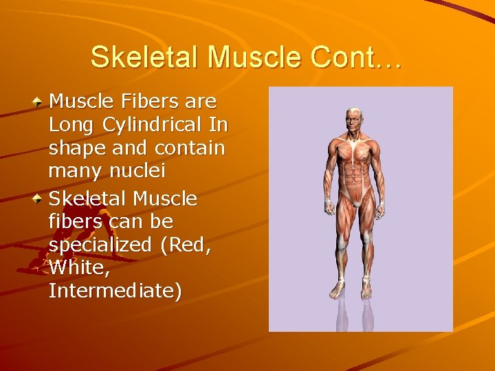 Skeletal Muscle Cont… Muscle Fibers are Long Cylindrical In shape and contain many nuclei