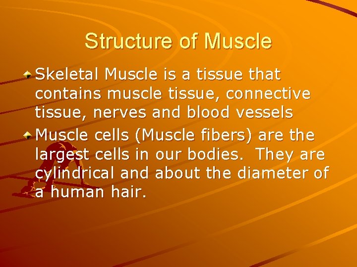 Structure of Muscle Skeletal Muscle is a tissue that contains muscle tissue, connective tissue,