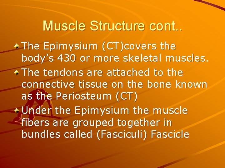 Muscle Structure cont. . The Epimysium (CT)covers the body’s 430 or more skeletal muscles.