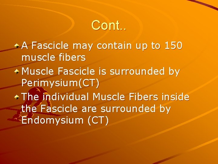 Cont. . A Fascicle may contain up to 150 muscle fibers Muscle Fascicle is