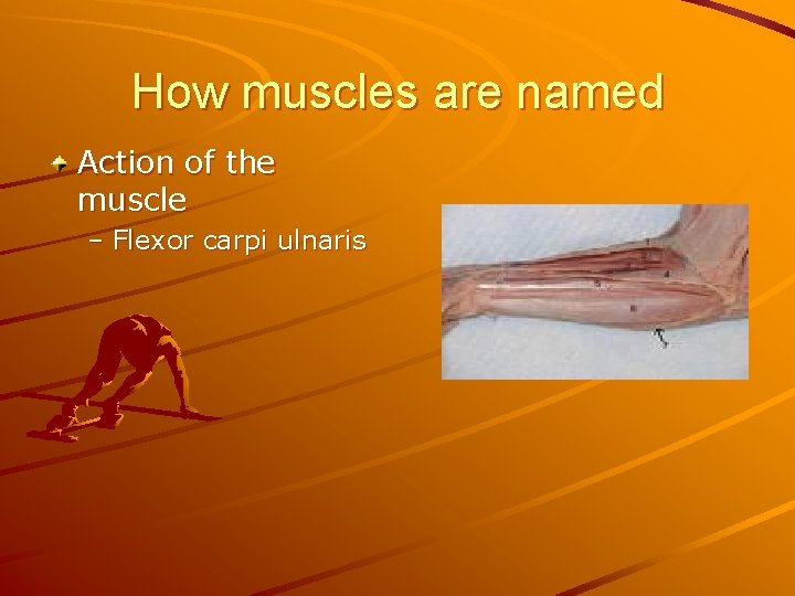 How muscles are named Action of the muscle – Flexor carpi ulnaris 