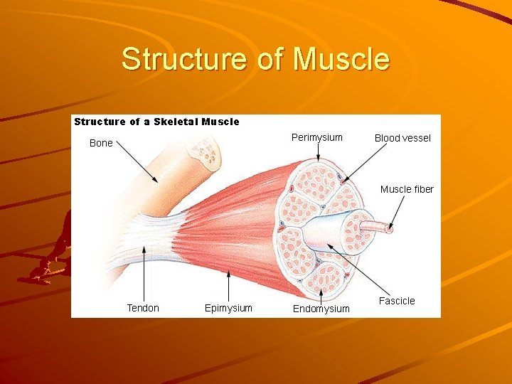 Structure of Muscle 