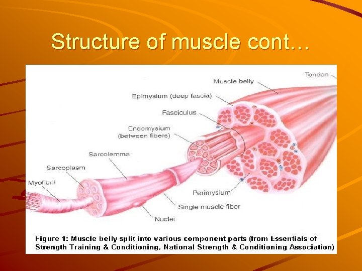 Structure of muscle cont… 