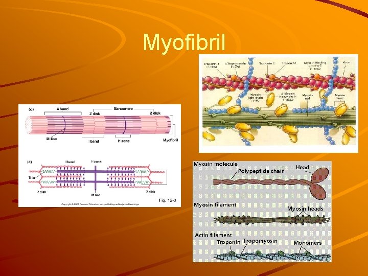 Myofibril 