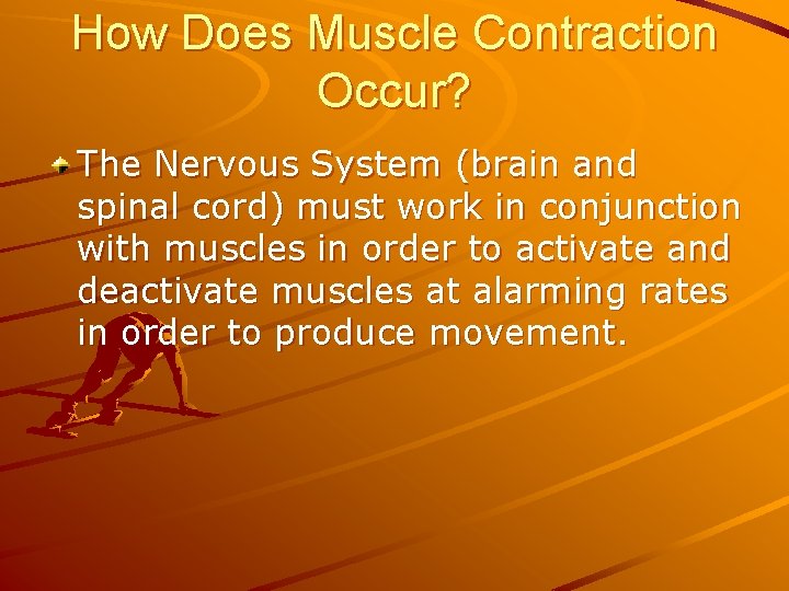 How Does Muscle Contraction Occur? The Nervous System (brain and spinal cord) must work