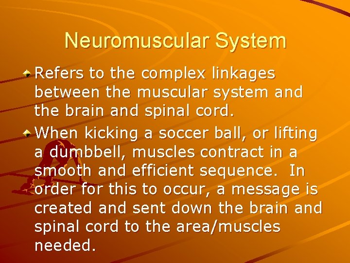 Neuromuscular System Refers to the complex linkages between the muscular system and the brain