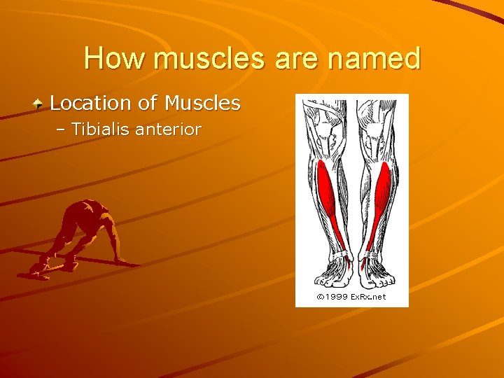 How muscles are named Location of Muscles – Tibialis anterior 