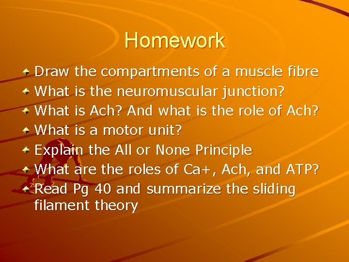 Homework Draw the compartments of a muscle fibre What is the neuromuscular junction? What