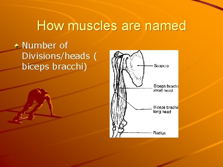 How muscles are named Number of Divisions/heads ( biceps bracchi) 