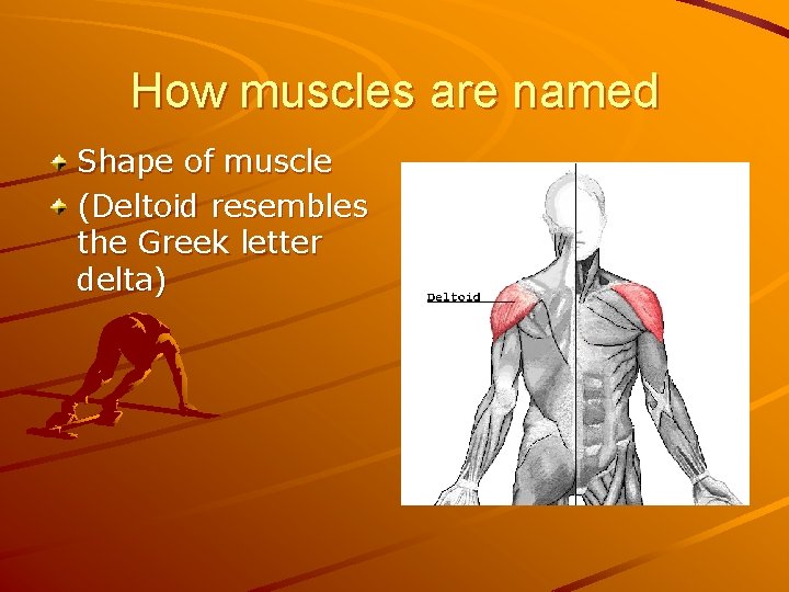 How muscles are named Shape of muscle (Deltoid resembles the Greek letter delta) 