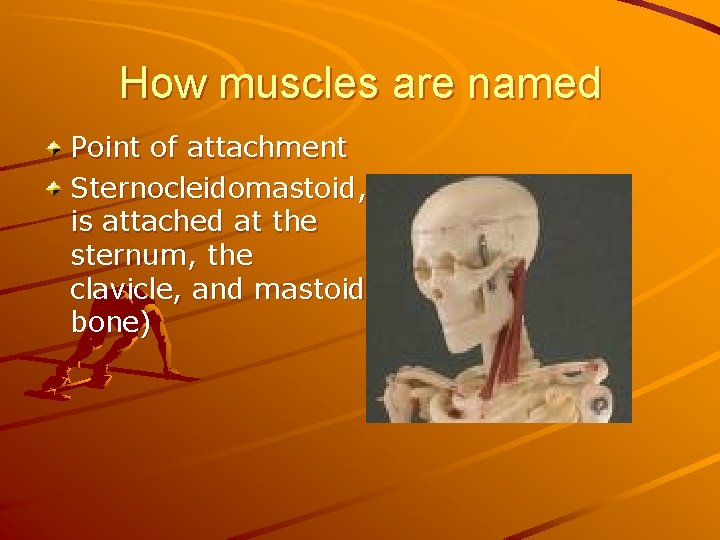 How muscles are named Point of attachment Sternocleidomastoid, is attached at the sternum, the