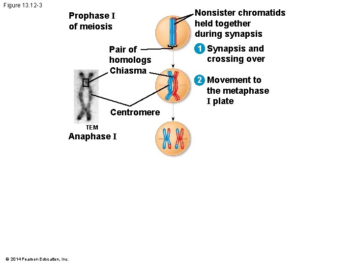 Figure 13. 12 -3 Prophase I of meiosis Pair of homologs Chiasma Centromere TEM Figure 13. 12 -3 Prophase I of meiosis Pair of homologs Chiasma Centromere TEM