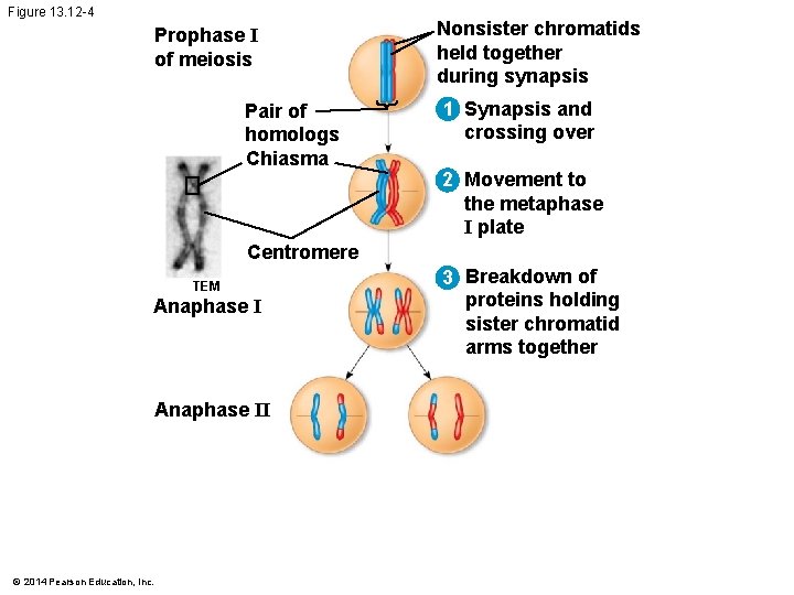Figure 13. 12 -4 Prophase I of meiosis Pair of homologs Chiasma Nonsister chromatids Figure 13. 12 -4 Prophase I of meiosis Pair of homologs Chiasma Nonsister chromatids