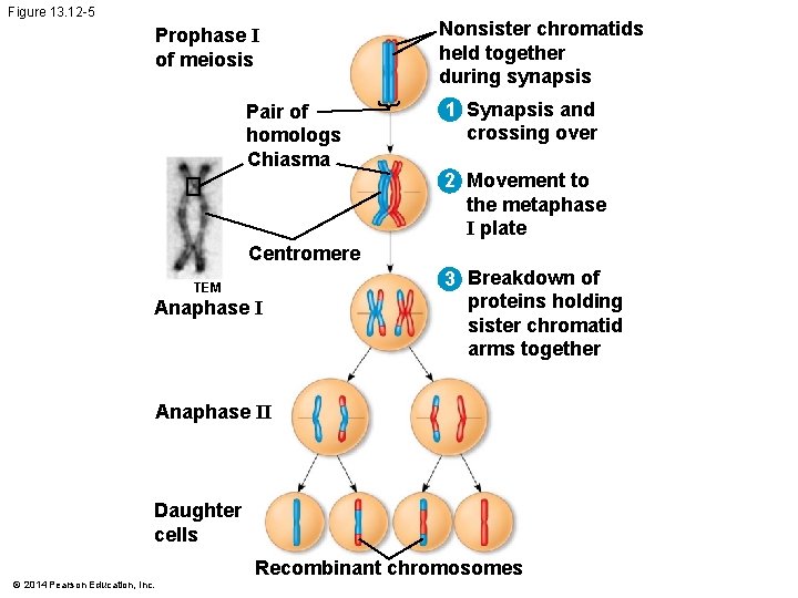 Figure 13. 12 -5 Prophase I of meiosis Pair of homologs Chiasma Nonsister chromatids Figure 13. 12 -5 Prophase I of meiosis Pair of homologs Chiasma Nonsister chromatids