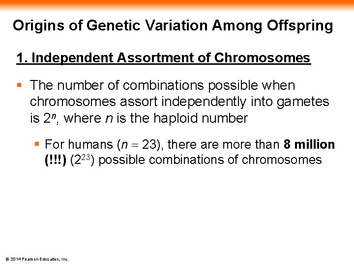 Origins of Genetic Variation Among Offspring 1. Independent Assortment of Chromosomes § The number Origins of Genetic Variation Among Offspring 1. Independent Assortment of Chromosomes § The number