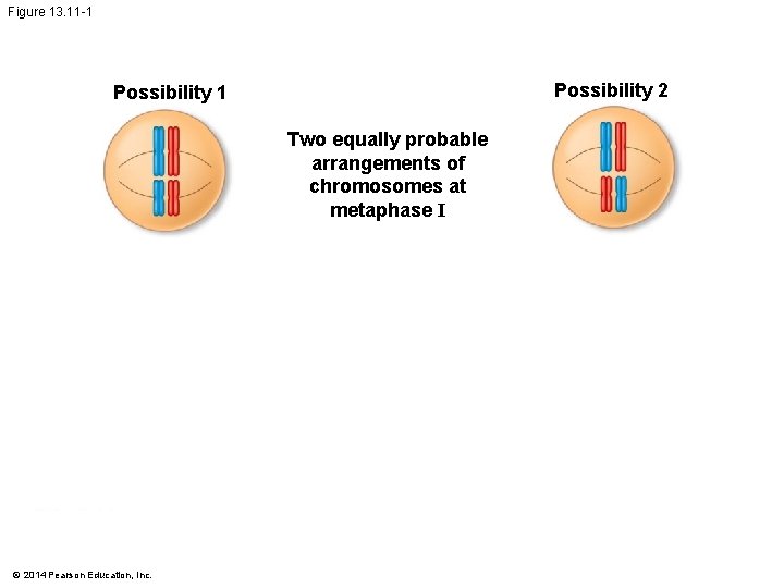 Figure 13. 11 -1 Possibility 2 Possibility 1 Two equally probable arrangements of chromosomes Figure 13. 11 -1 Possibility 2 Possibility 1 Two equally probable arrangements of chromosomes