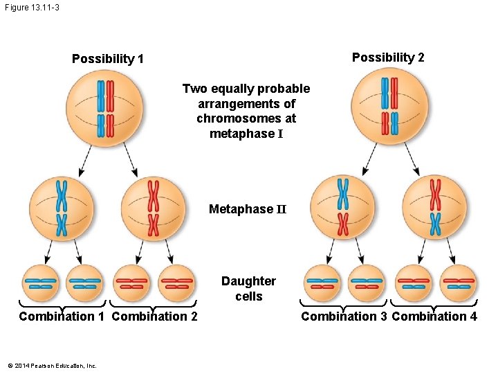 Figure 13. 11 -3 Possibility 2 Possibility 1 Two equally probable arrangements of chromosomes Figure 13. 11 -3 Possibility 2 Possibility 1 Two equally probable arrangements of chromosomes
