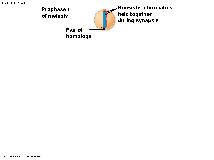 Figure 13. 12 -1 Prophase I of meiosis Pair of homologs © 2014 Pearson Figure 13. 12 -1 Prophase I of meiosis Pair of homologs © 2014 Pearson