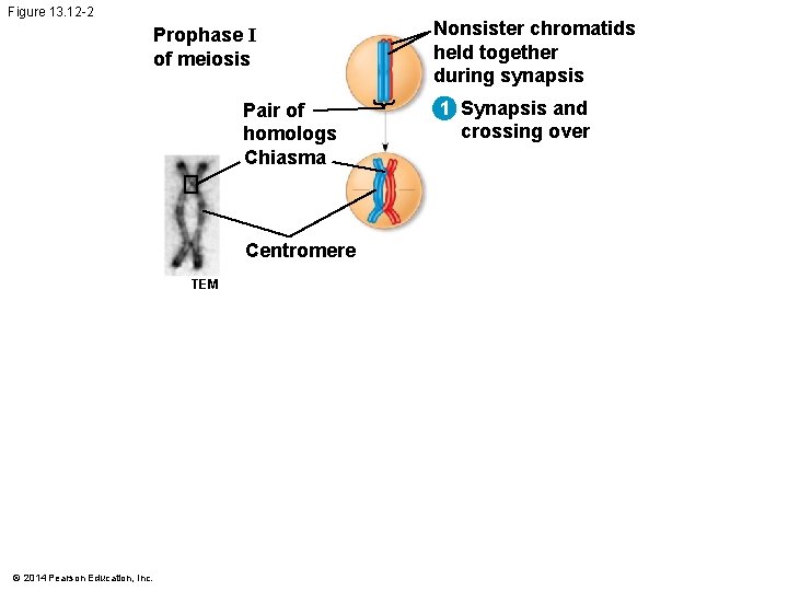 Figure 13. 12 -2 Prophase I of meiosis Pair of homologs Chiasma Centromere TEM Figure 13. 12 -2 Prophase I of meiosis Pair of homologs Chiasma Centromere TEM