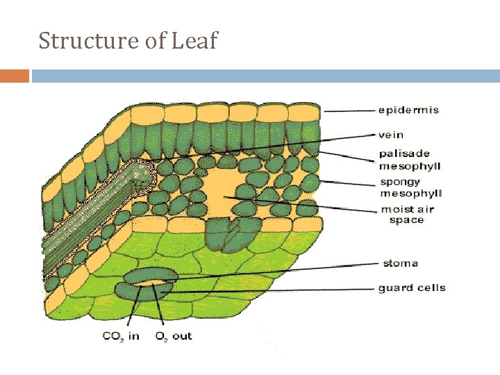 Structure of Leaf 