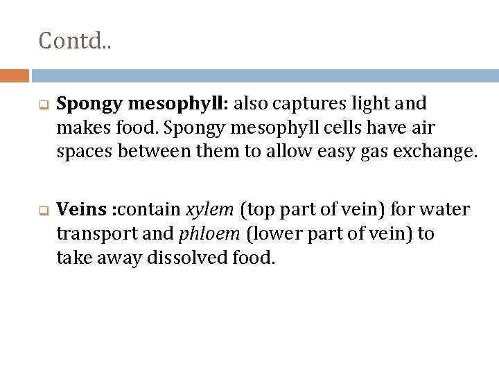 Contd. . q q Spongy mesophyll: also captures light and makes food. Spongy mesophyll