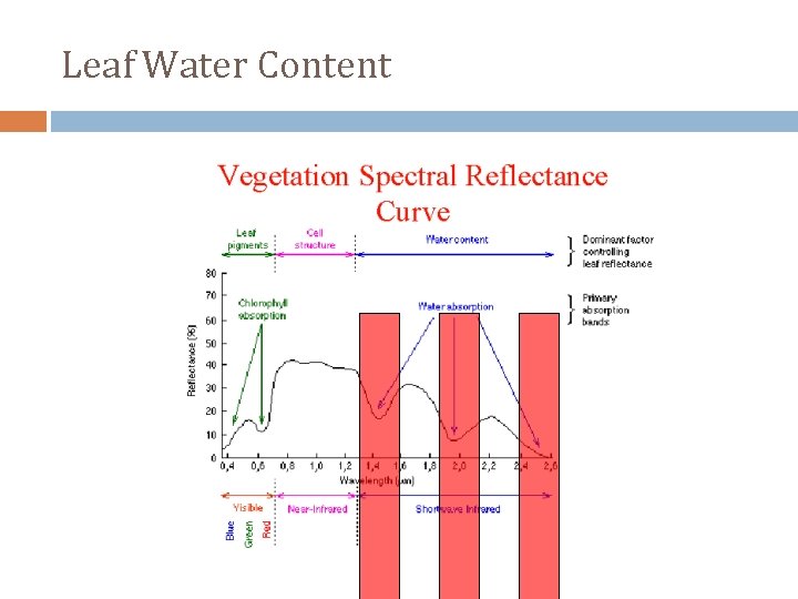 Leaf Water Content 