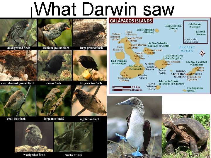 What Darwin saw 